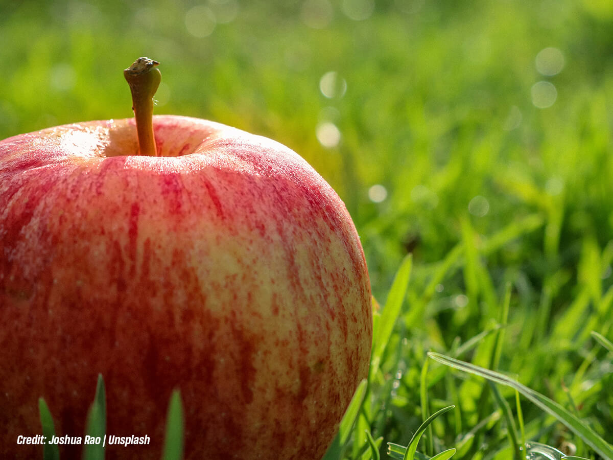 How to Rodent-proof Your Trees this Fall: 6 Tips to Keep those Pests Away