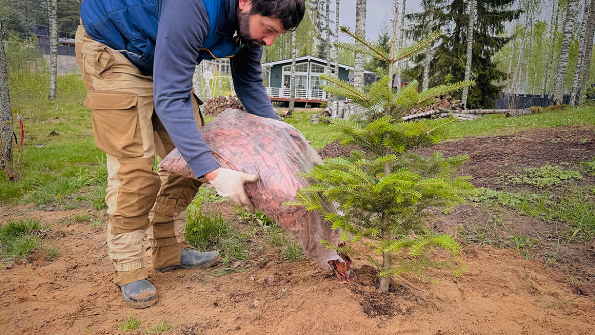 Is Fall a Good Time to Plant Evergreen Privacy Trees in Ontario?