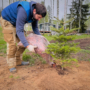 Is Fall a Good Time to Plant Evergreen Privacy Trees in Ontario?