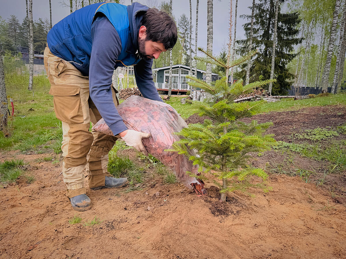 Is Fall a Good Time to Plant Evergreen Privacy Trees in Ontario?