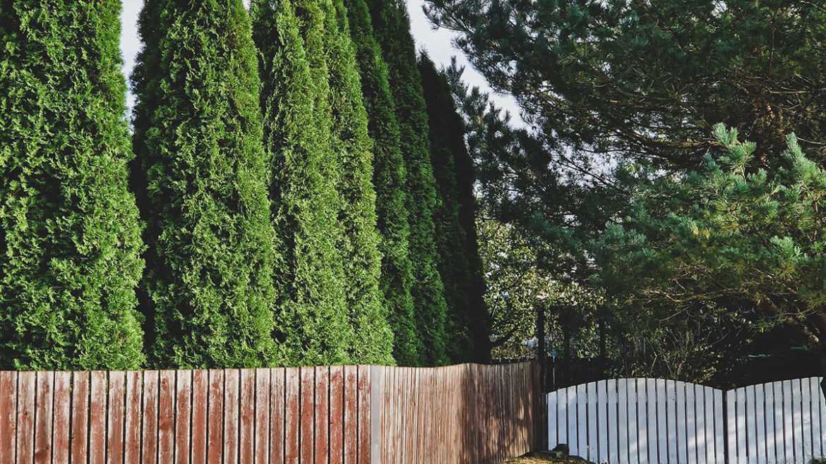 What Are the Best Fall-Planted Privacy Trees for Barrie Properties?
