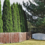 What Are the Best Fall-Planted Privacy Trees for Barrie Properties?