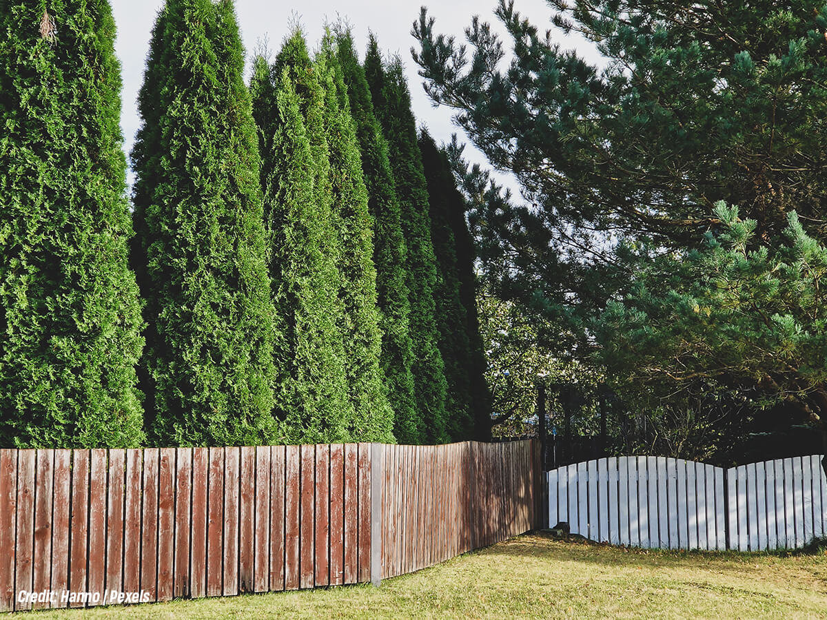 What Are the Best Fall-Planted Privacy Trees for Barrie Properties?