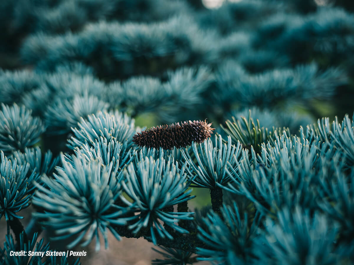 Which Tree Species Deliver the Highest Level of Year Round Privacy Which Tree Species Deliver the Highest Level of Year Round Privacy