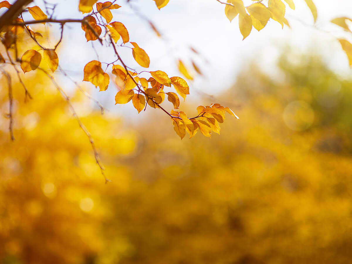Why Does Autumn Weather Create Ideal Conditions for Root Growth